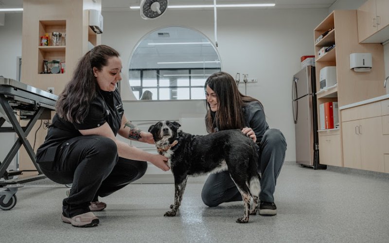 Vancouver Pet Urgent Care