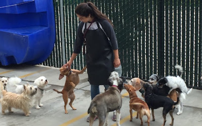Doggin' Around Daycare — Pet boarding service in Ventura