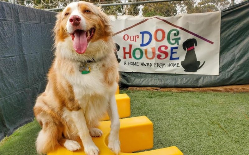Our Dog House — Pet boarding service in Ventura