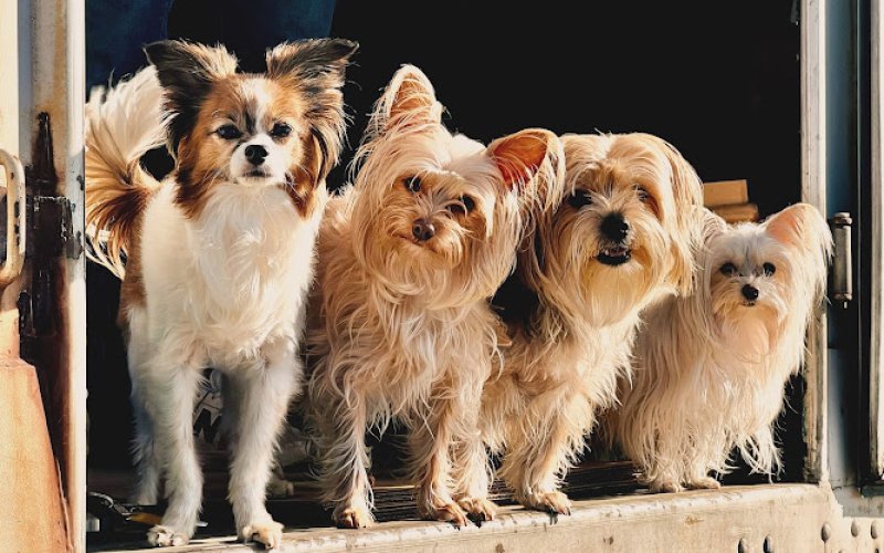 Sailor & Friends Pet Wellness
