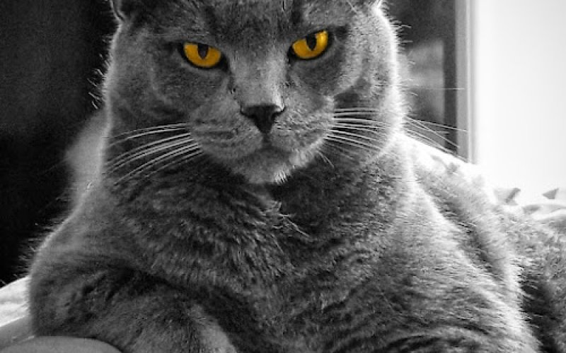 The Cat Doctor