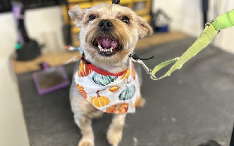 The Pet Stop