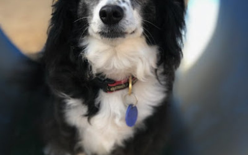Ventura Dog Ranch