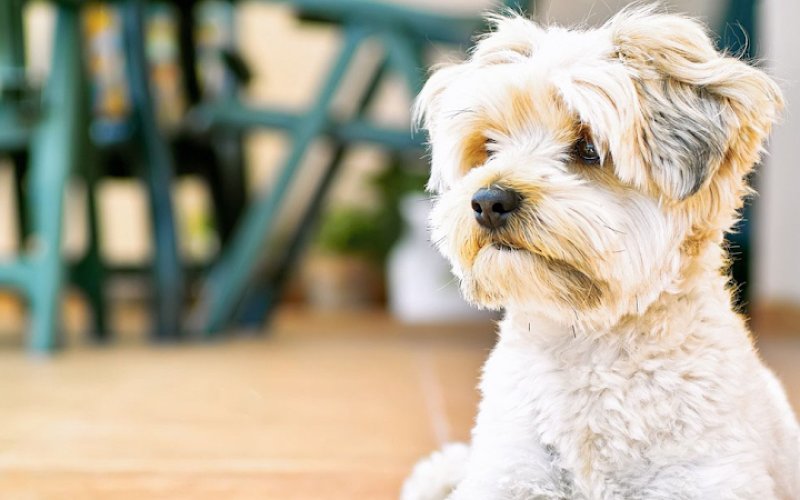 Barkley Animal Clinic