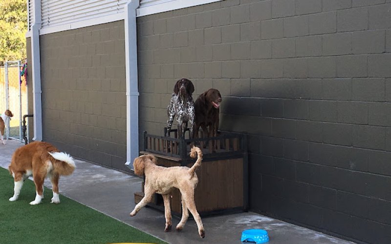 Best Fido Friends LLC