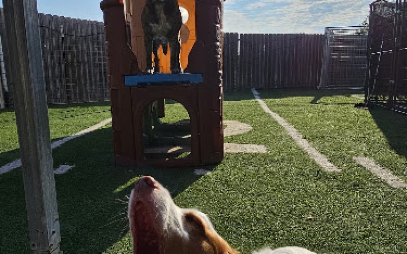Fur Pet's Sake, LLC