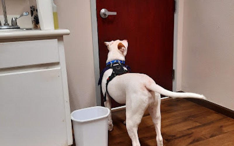 Texas Animal Medical Center