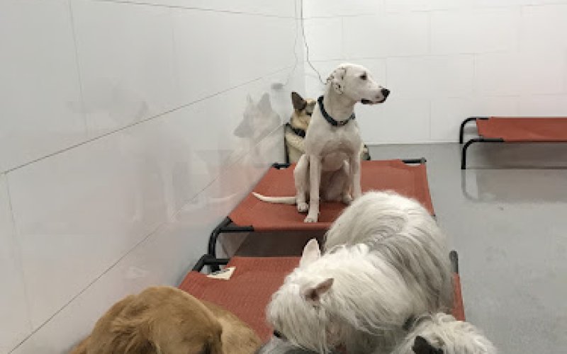 Atlas Doghouse