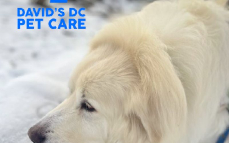 David's DC Pet Care