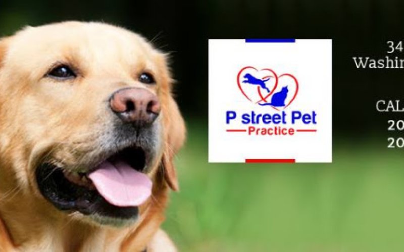 P Street Pet Practice