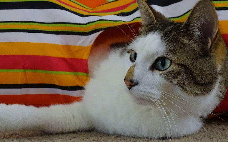 At Home Veterinary Care LLC
