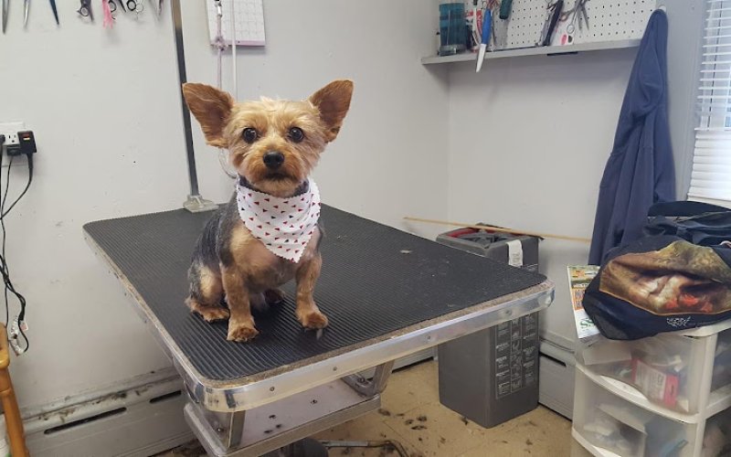 Debbie's Dog Grooming