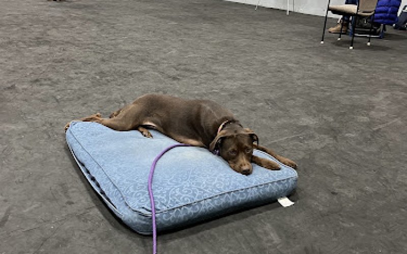 RCO Pet Care