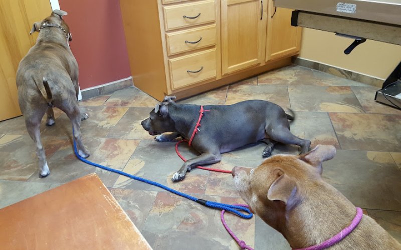 Healing Arts Veterinary Center