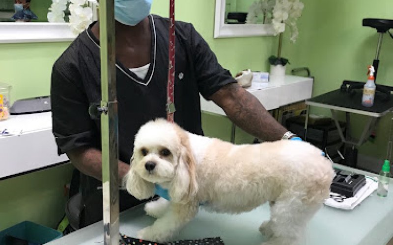 PetLife Animal Hospital