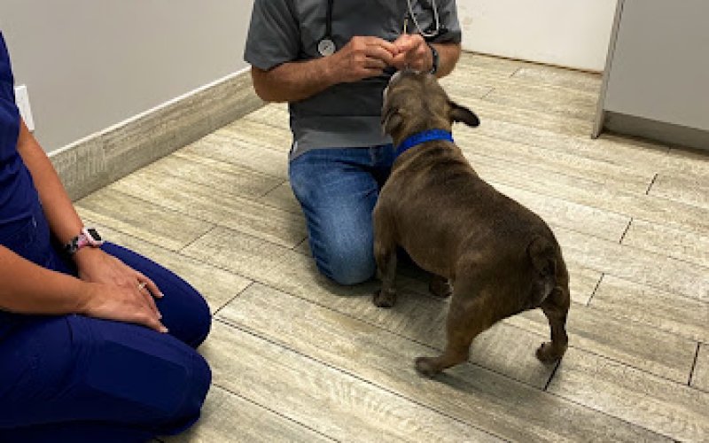 Shores Animal Clinic