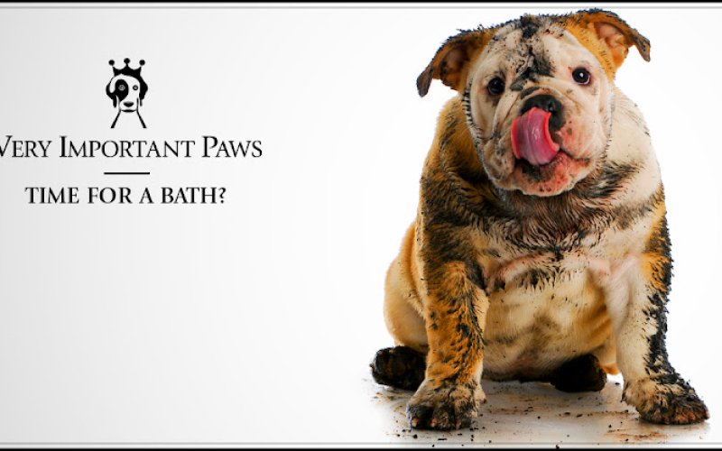 VERY IMPORTANT PAWS