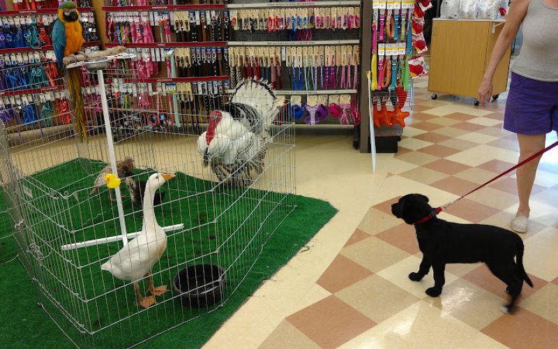 Petco