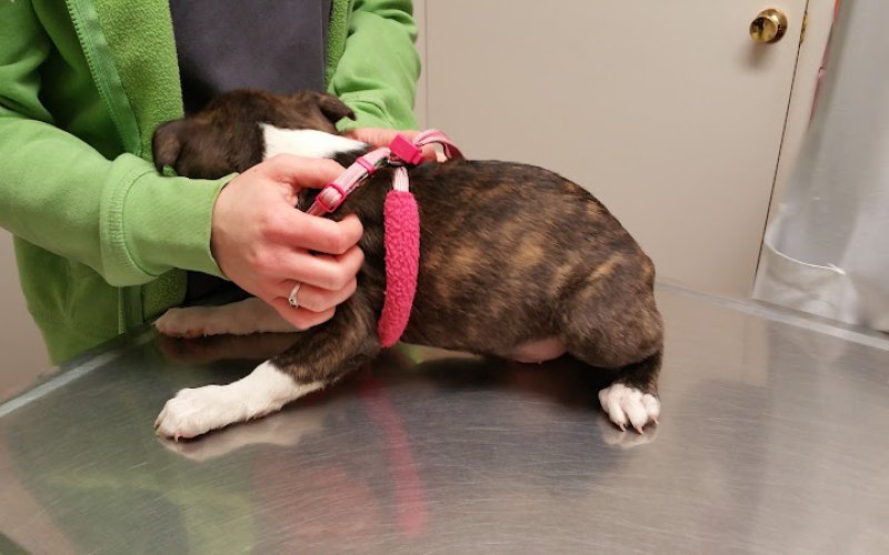 Redwood Veterinary Hospital