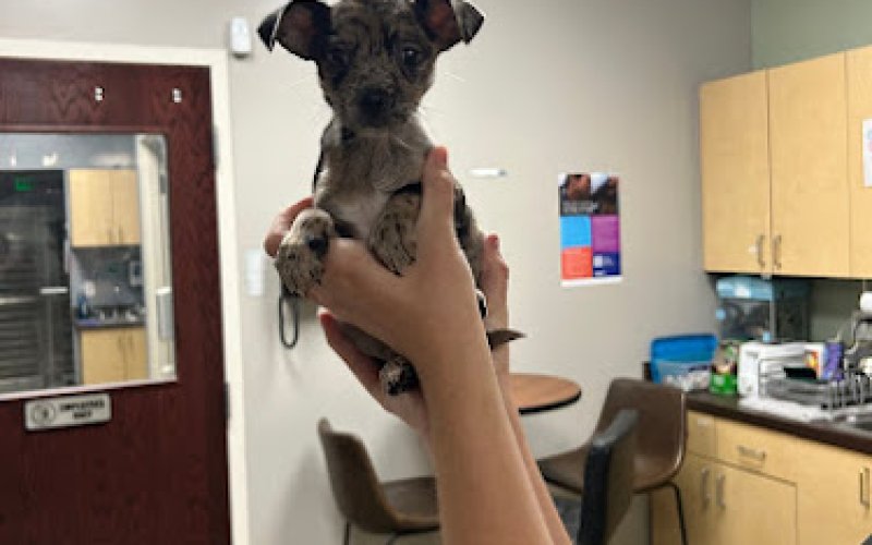 VCA All Pet Animal Hospital/Taylorsville