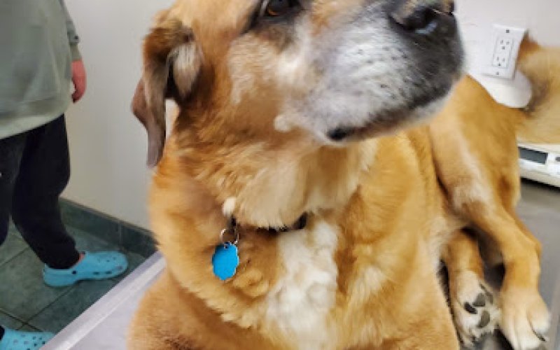 West Lake Animal Hospital