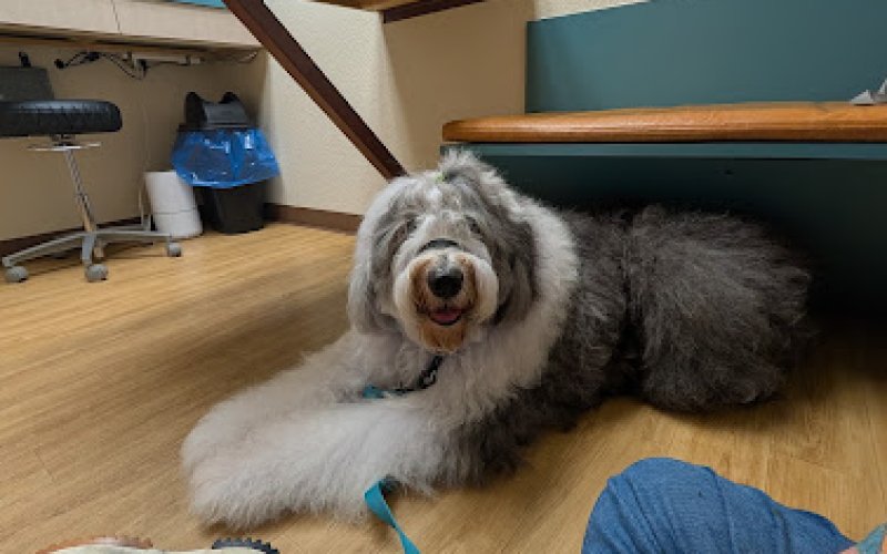 Arrowhead Animal Hospital