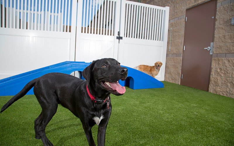 Camp Bow Wow Westminster