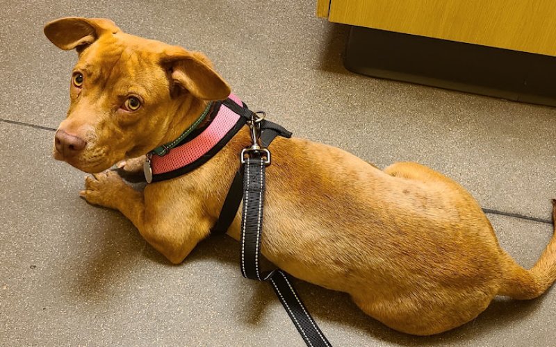 Guardian Angel Veterinary Care