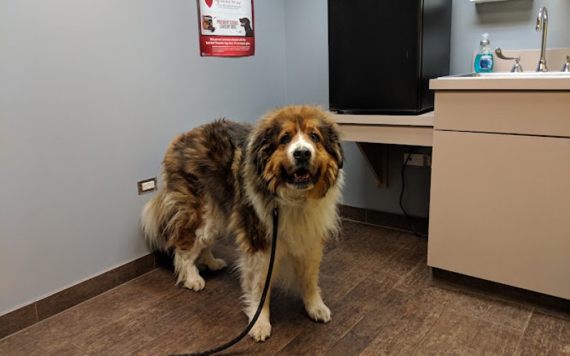 Liberty Animal Hospital