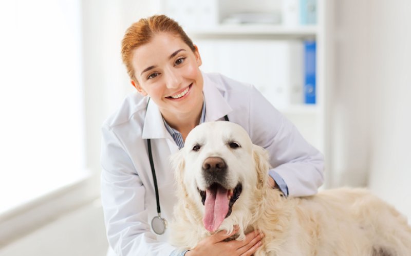 Animal Hospital of Wichita Falls