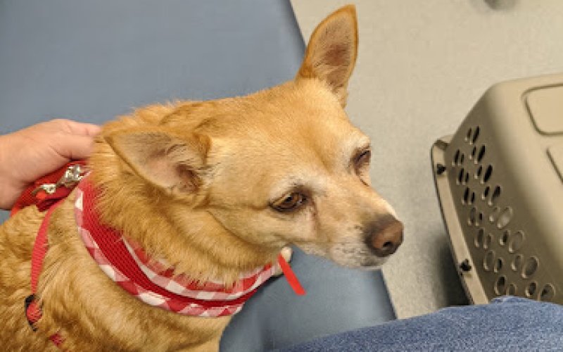 Colonial Park Veterinary Hospital: Suitemeier Kathy DVM