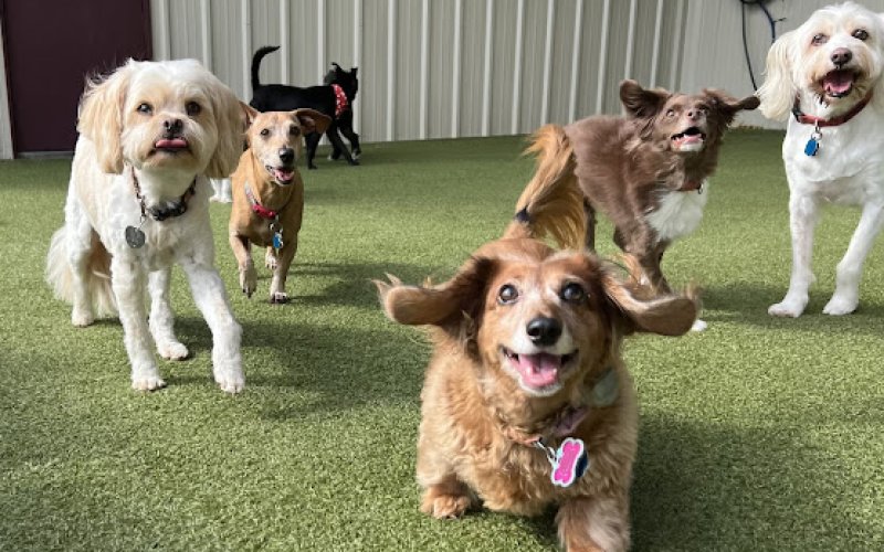 Le Chateau Pet Resort - Wichita Falls Pet Boarding
