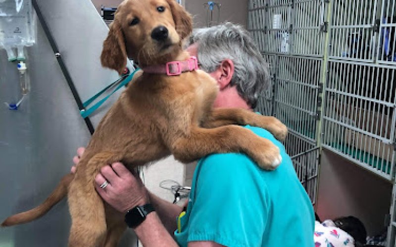 All Creatures Veterinary Hospital