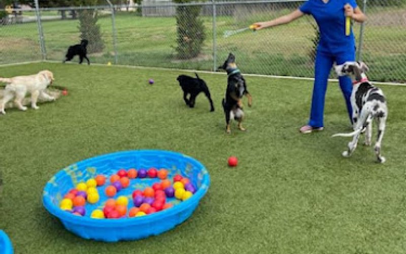 Oakcrest Pet Hospital