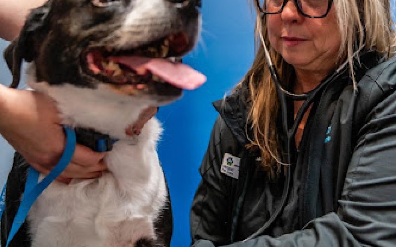 Urgent Pet Care