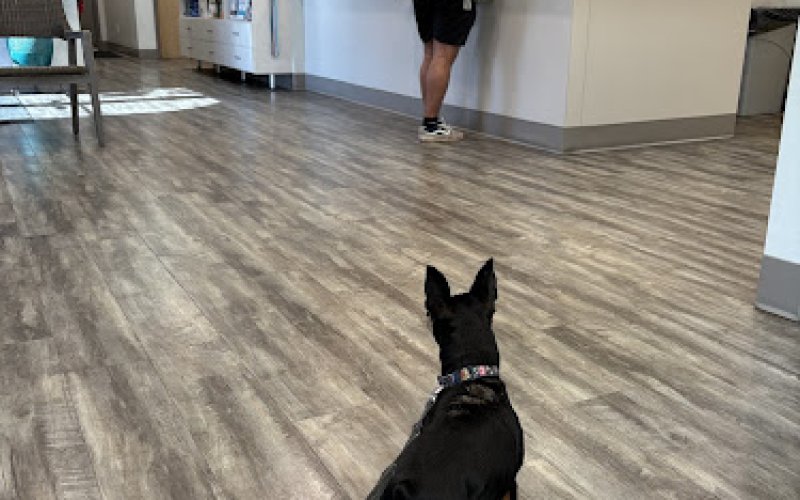 College Road Animal Hospital