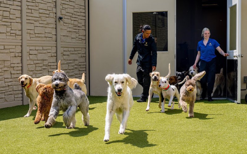 K9 Resorts Luxury Pet Hotel Wilmington