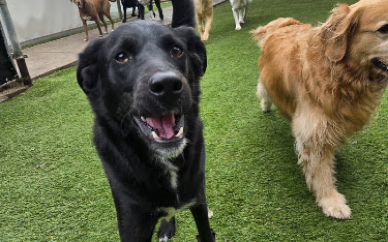 Midtown Pawville - Pet Boarding, Grooming, Daycare, Training