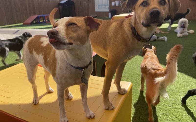 The Dog Play Spot