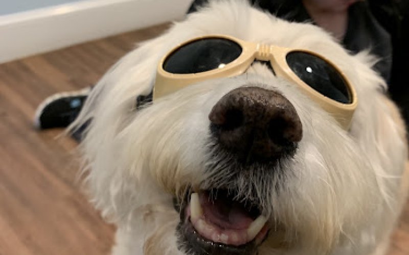 Whole Pet Veterinary Hospital - Wilmington
