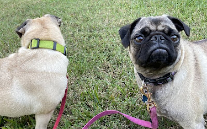 Carolina Pet Place — Pet boarding service in Winston-Salem