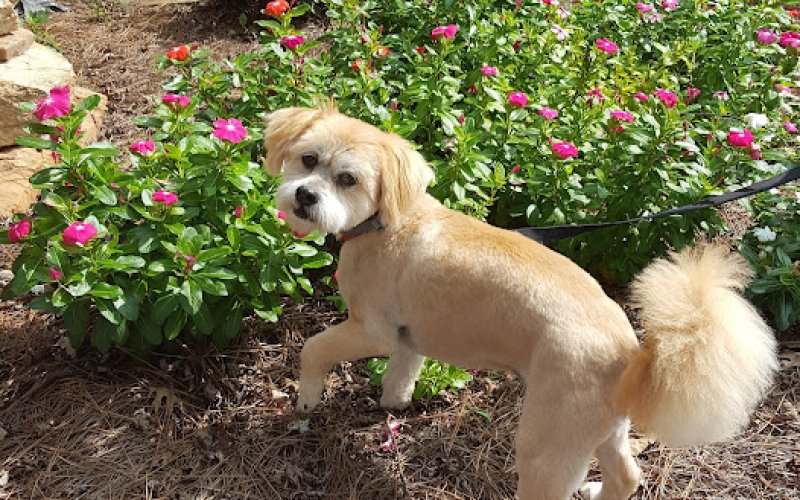 Pet Haven Grooming and Dog Haven Stay & Play — Pet boarding service in Winston-Salem