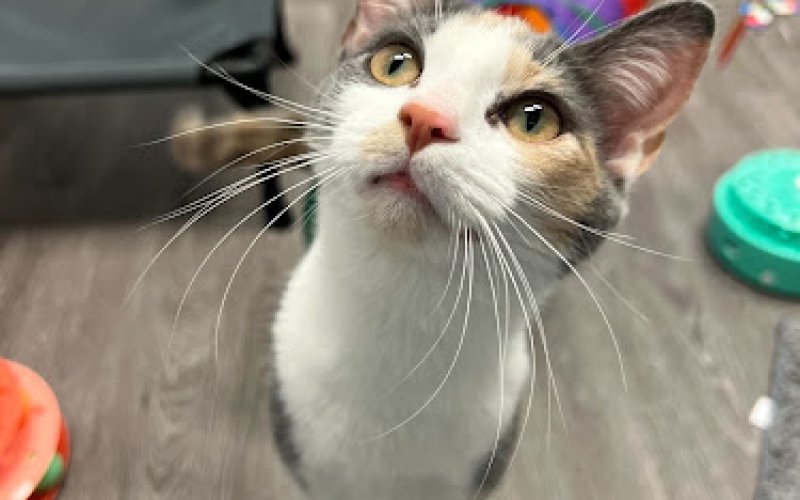 Purr Life Luxury Cat Resort & Grooming: Winston-Salem — Cat boarding service in Winston-Salem