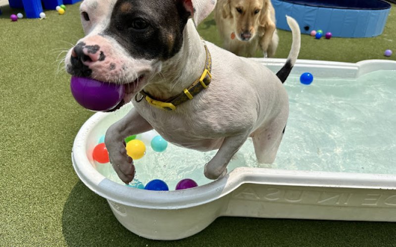 Ruff Housing Witt Street — Pet boarding service in Winston-Salem