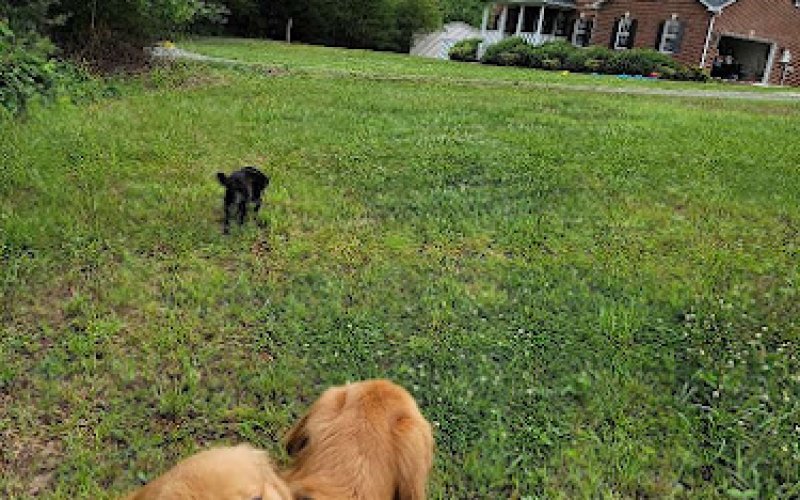 Winston-Salem Dog Care — Pet boarding service in Winston-Salem