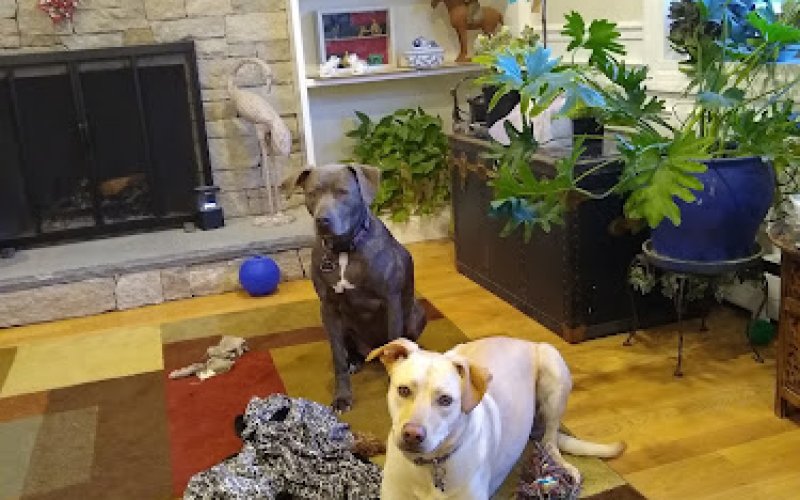 VCA Abbott Animal Hospital