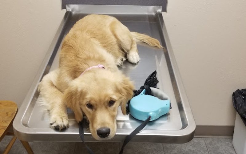 Airport West Animal Clinic