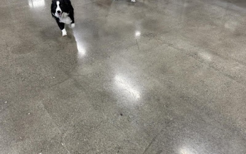 Yakima Canine Club