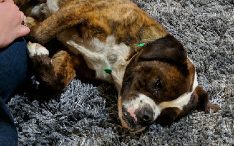 Yakima Humane Society Spay & Neuter Clinic