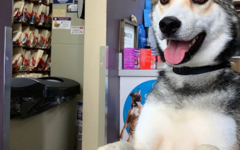 County Animal Clinic — Veterinarian in Yonkers